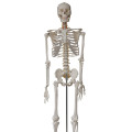 Brand new 45cm skeleton